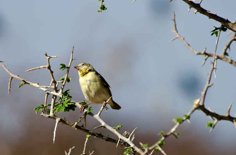 Southern Masked-Waever - parque nacional de Etosha - Namibia 2.jpg